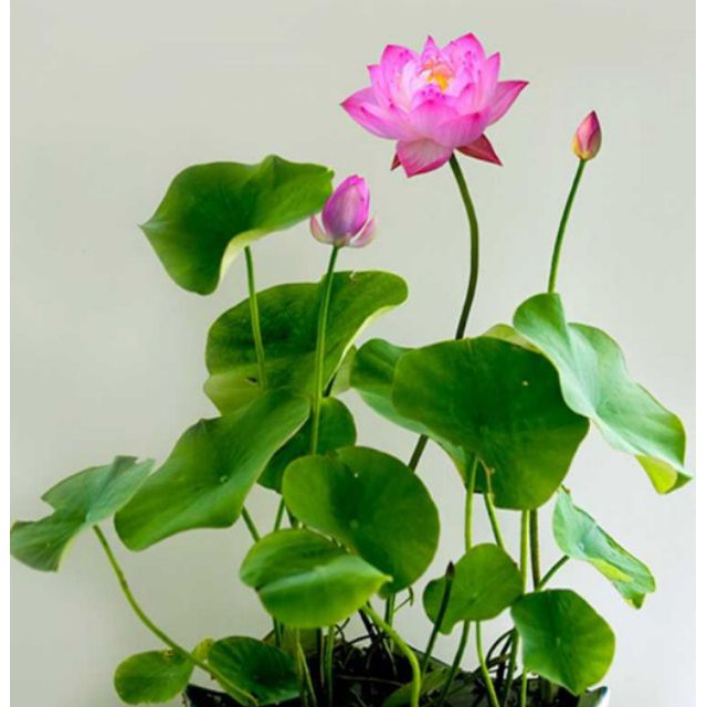 HẠT SEN MINI SIÊU RẺ GIÁ RẺ SẬP SÀN CHỈ 2K/HẠT