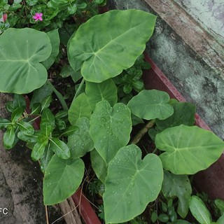 Cây giống bạc hà - dọc mùng