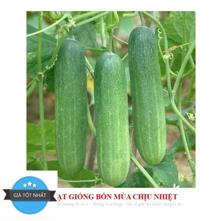 GÓI 10 HẠT GIỐNG DƯA LEO