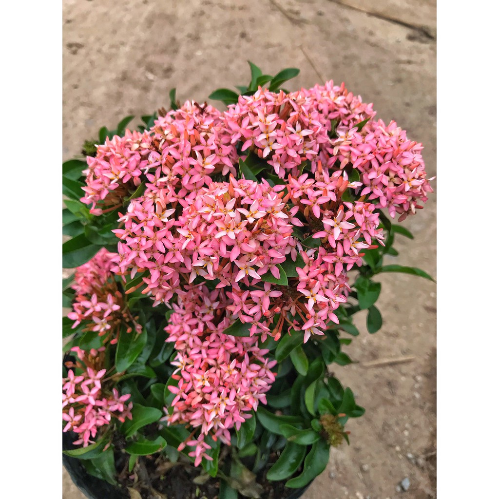 Cây hoa mẫu đơn hồng cao 25-30 cm hoa nở bắt mắt dễ chăm sóc màu sắc lạ mắt trồng trang trí công viên, sân vườn