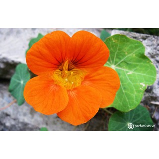 hạt giống hoa Sen cạn f1