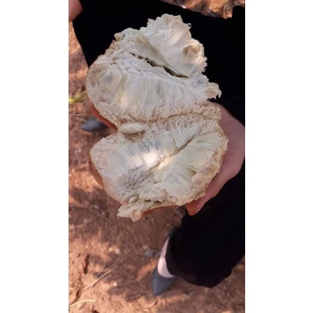 Giống Na Rừng Trái Đỏ