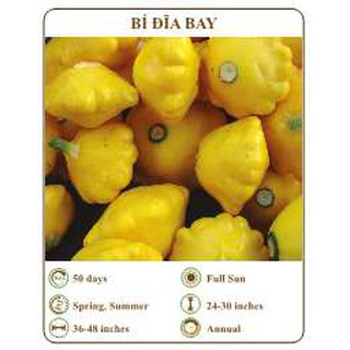 Hạt giống Bí đĩa bay - THE XANH