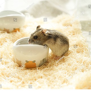 1 kg mùn cưa gổ thông cho Hamster- Rat - Đuôi mập