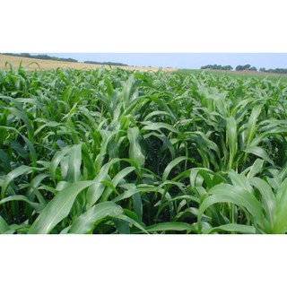 Cỏ chăn nuôi sudan super bmr - cỏ cao lương - gói 200g