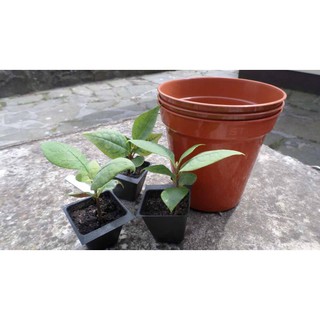 Hạt Giống Hoa Mộc Lan mix nhiều màu