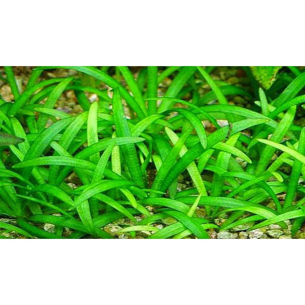 Cây thủy sinh CỎ THÌA lá nước