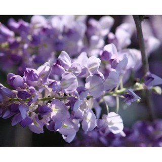 Hạt giống hoa tử đằng Wisteria