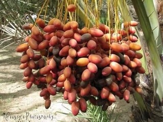 Combo 10 gói lẩu thái