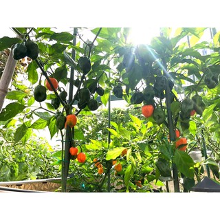 [Hạt Giống Mỹ] Ớt Siêu Cay Habanero Cam (Gói lẻ 10 hạt)