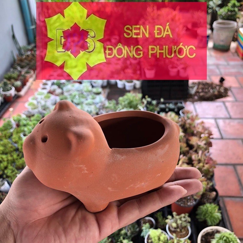 Chậu đất nung hình gấu mini - chậu trồng tiểu cảnh sen đá, xương rồng, cây phong thuỷ văn phòng đẹp