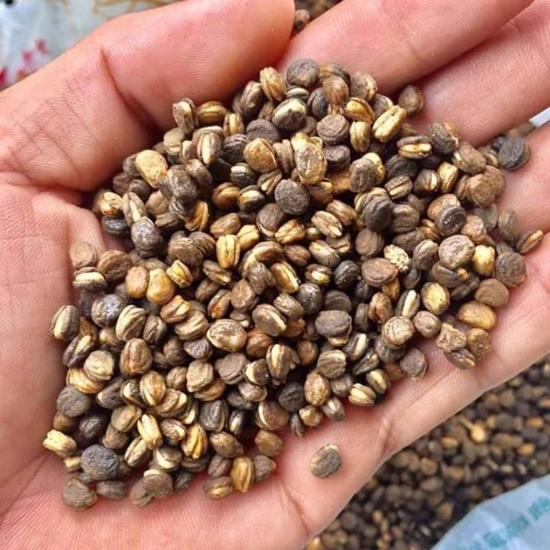 20 Hạt Nhân Sâm Hàn Quốc Đã Ủ Nứt Nanh, Sâm Hàn Quốc