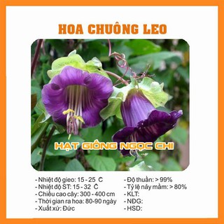 Hạt Giống Hoa Chuông Leo - 5 Hạt