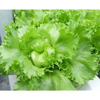 2 GR - HẠT GIỐNG XÀ LÁCH MĨ MINETTO