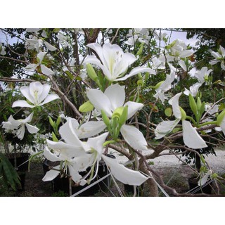 CÂY GIỐNG HOA BAN (CÂY MÓNG BÒ) TRẮNG SIÊU ĐẸP