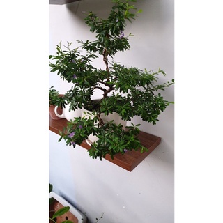 Cây linh sam 86 làm bonsai mini để bàn, tiểu cảnh