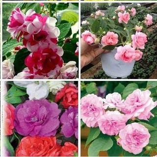 Hạt giống hoa ngọc thảo kép mix - gói 5 hạt -  tặng kèm 3 viên nén kích thích ươm hạt - HG1