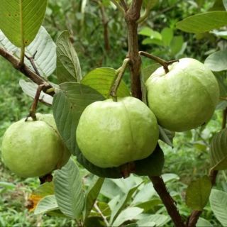 GIỐNG CÂY ỔI NỮ HOÀNG SIÊU TRÁI