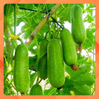 Hạt giống bí đao chanh