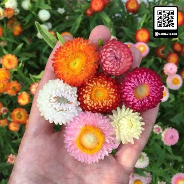 Hạt giống hoa cúc bất tử