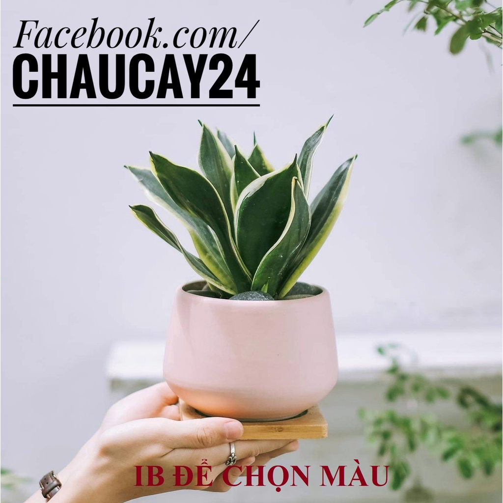 Chậu Sứ Trồng Cây Cảnh Mini, Sen đá, Xương rồng Hình Kim Cương Thấp