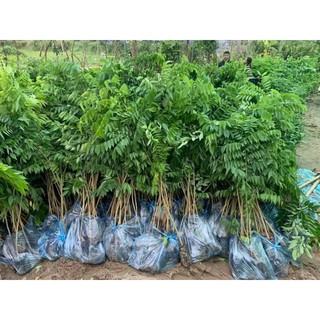 CÂY GIỐNG SƯA ĐỎ