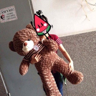 Gấu teddy