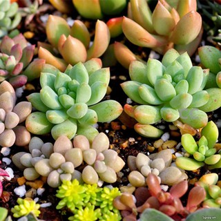 (Newseed) Hạt Giống Sen đá 25 Hạt