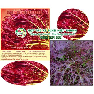 Sale off Hạt giống cải ngọt đuôi phụng đỏ cực đẹp.
