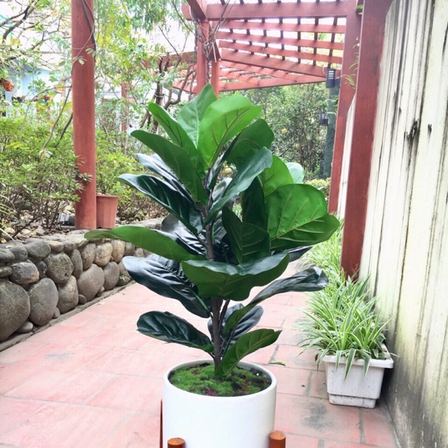 Combo cây bàng 2 nhánh kèm chậu