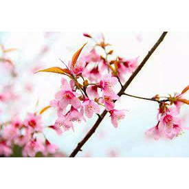 CÂY GIỐNG MAI ANH ĐÀO NHẬT BẢN, CAM KẾT GIỐNG CHUẨN NHẬP KHẨU