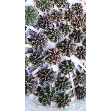 Xương rồng gym vân gieo hạt