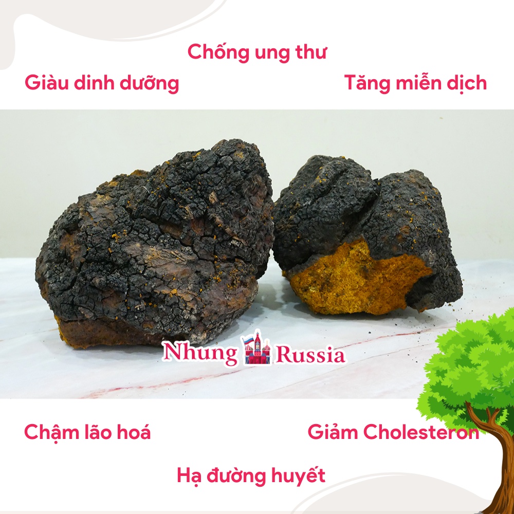 Nấm Chaga của Nga Loại 1