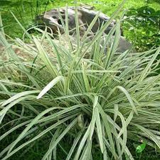 Cây cao cẳng sọc (lan chi lá dài)