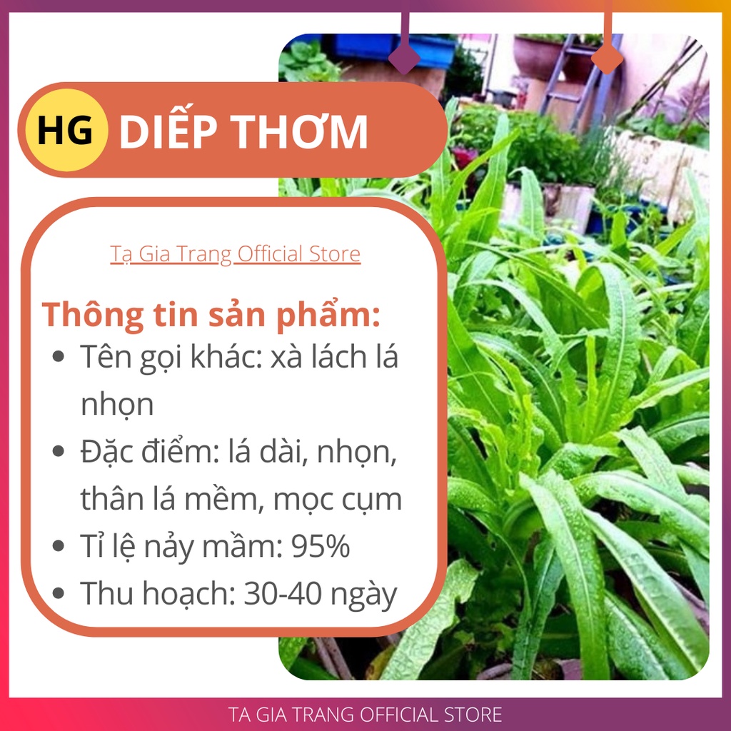 Hạt giống rau diếp thơm - Shop hạt giống Tạ Gia Trang