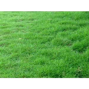 Shop 1K - HẠT GIỐNG CỎ NHUNG NHẬT - Loại Cỏ Mềm Trồng Trang Trí, Sạch Và Đẹp.