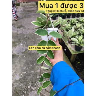 cây lan cẩm cù- caykiengsadec -hoa lan