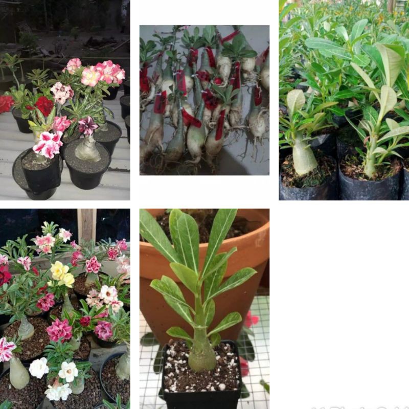 (hàng Mới Về) Bộ 10 Túi Kem Adenium Kembodia | BigBuy360 - bigbuy360.vn