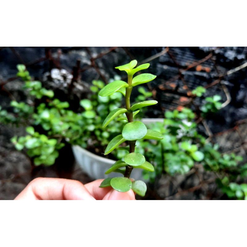 Nhánh Sen đá Đô La Xanh - Hư 1 đổi 1- Cây cảnh trang trí- HOA ĐÁ shop