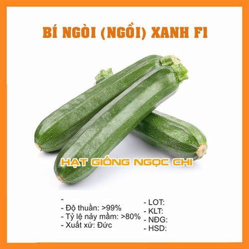 Hạt giống Bí Ngồi Xanh (Bí Ngòi) F1 - 10 Hạt