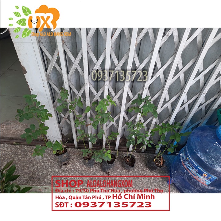 Combo 5 cây hoa hồng tầm xuân cây giống