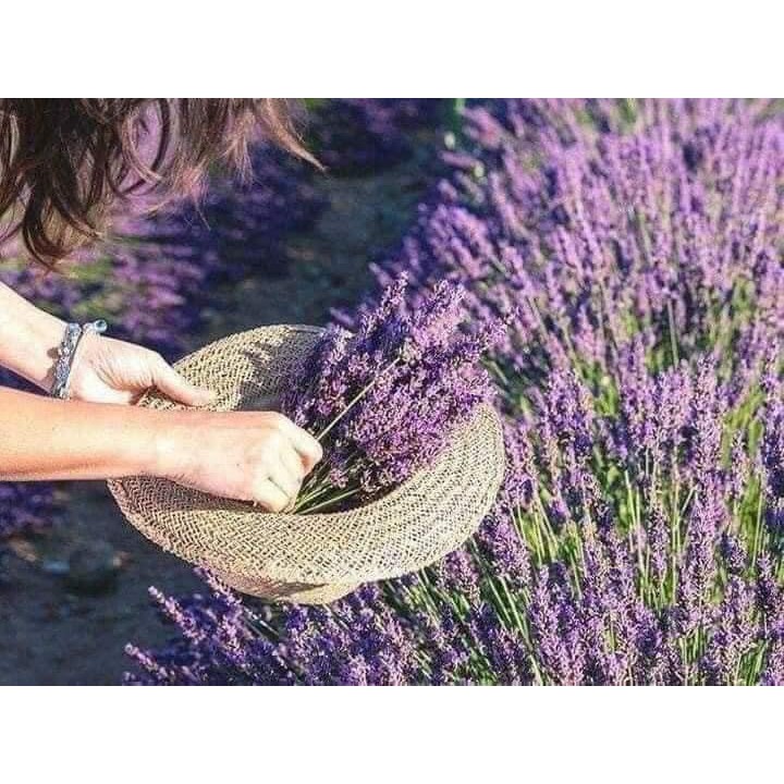 Túi thơm hoa lavender,💖FREESHIP💖,hàng QC cao cấp