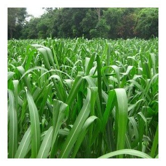 Hạt giống cỏ Ghine Mombasa - cỏ xả lá lớn
