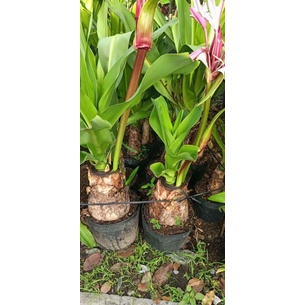 cây đại tướng quân lấy lá làm thuốc hoặc trồng kiểng (Náng hoa trắng Chuối nước, Náng, Tỏi lơi ,  Crinum asiaticum L.)