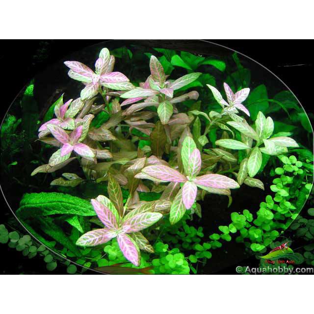 Cây Sunset - Cây cắt Cắm - Cây thủy sinh trung cảnh và hậu cảnh- cây thuỷ sinh dễ trồng không cần CO2