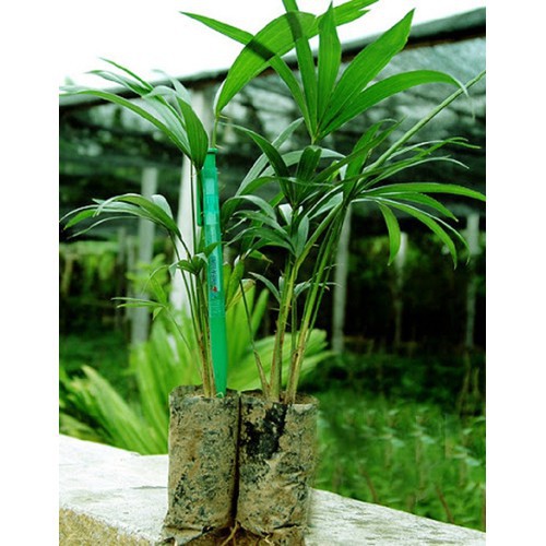 CÂY GIỐNG MÂY THÁI,SIÊU QUẢ SIÊU NGON