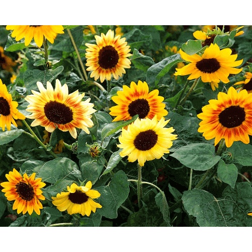 Hạt giống hướng dương mix 9 loại - 30 hạt, chịu nhiệt tốt Seed Land