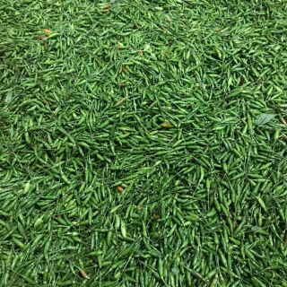 Ớt thóc xanh Sìn Hồ Lai Châu 150k/kg