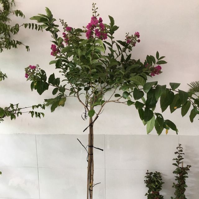 Cây bằng lăng thái thân tree ,cao 2 m