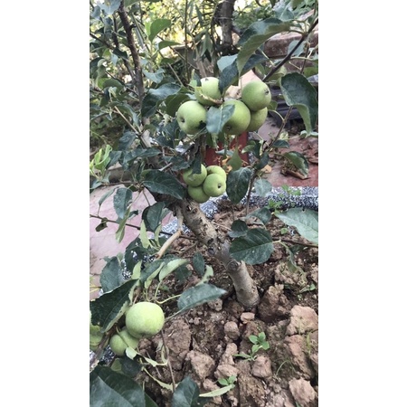 cây táo mỹ